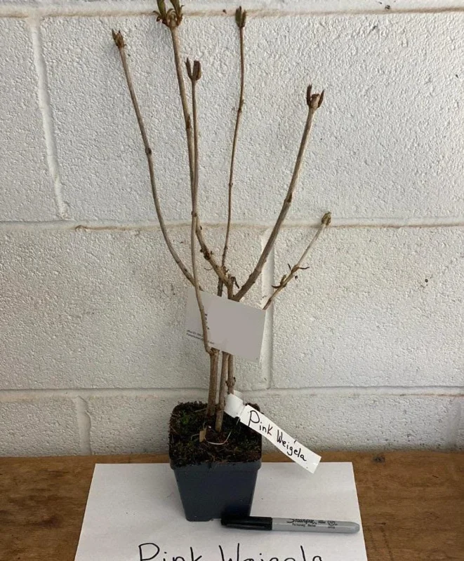 Pink Weigela Live Shrub - 4" Pot, 6-12" Tall - Deciduous Flowering Bush Pink Weigela Live Shrub - 4" Pot, 6-12" Tall - Deciduous Flowering Bush - Image 6