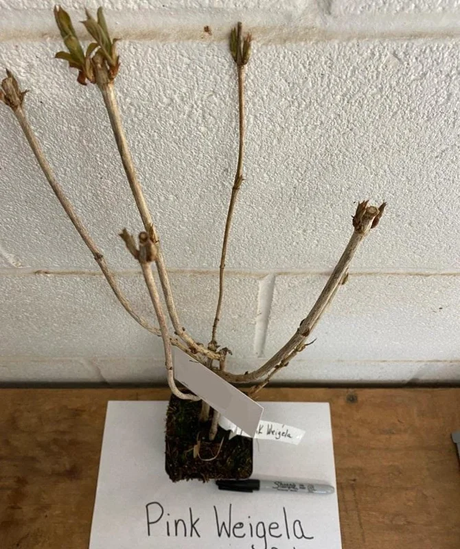 Pink Weigela Live Shrub - 4" Pot, 6-12" Tall - Deciduous Flowering Bush Pink Weigela Live Shrub - 4" Pot, 6-12" Tall - Deciduous Flowering Bush - Image 7