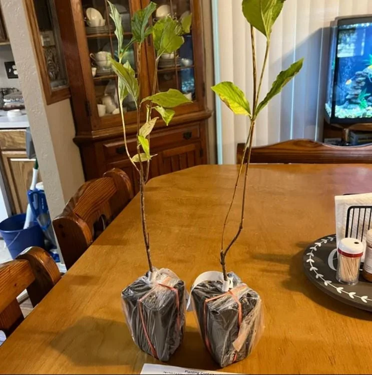 Pink Weigela Live Shrub - 4" Pot, 6-12" Tall - Deciduous Flowering Bush Pink Weigela Live Shrub - 4" Pot, 6-12" Tall - Deciduous Flowering Bush - Image 8