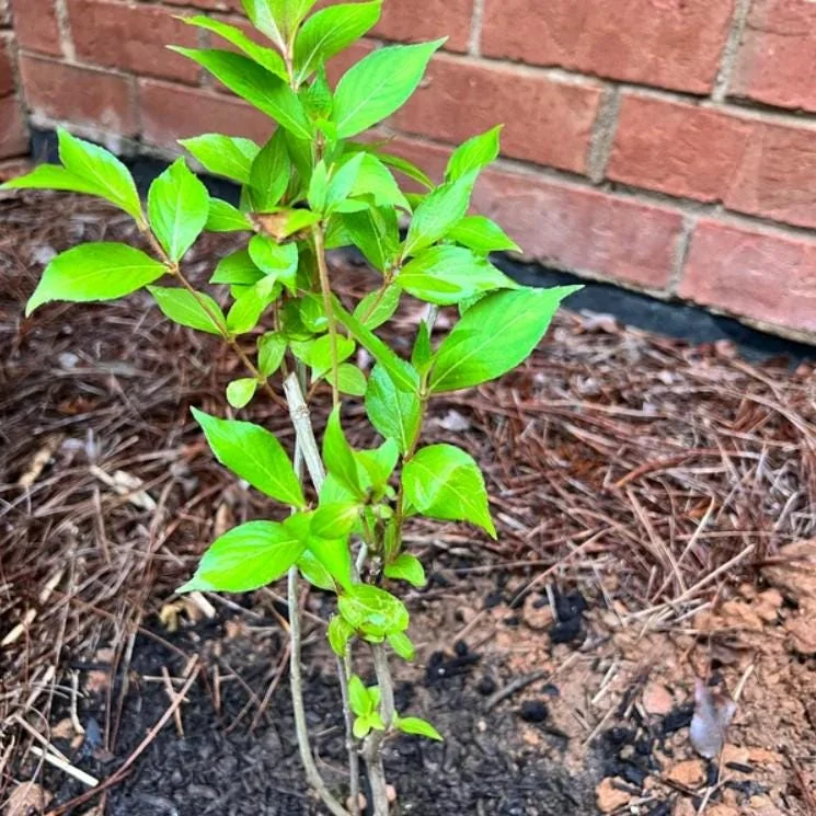 Pink Weigela Live Shrub - 4" Pot, 6-12" Tall - Deciduous Flowering Bush Pink Weigela Live Shrub - 4" Pot, 6-12" Tall - Deciduous Flowering Bush - Image 9