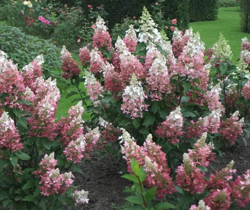 Pinky Winky Hydrangea Live Plant - 1 Qt Pot - 6-12" Tall - White-Pink Bloom Cluster Pinky Winky Hydrangea Live Plant - 1 Qt Pot - 6-12" Tall - White-Pink Bloom Cluster - Image 3