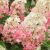 Pinky Winky Hydrangea Live Plant - 1 Qt Pot - 6-12" Tall - White-Pink Bloom Cluster Pinky Winky Hydrangea Live Plant - 1 Qt Pot - 6-12" Tall - White-Pink Bloom Cluster - Image 1