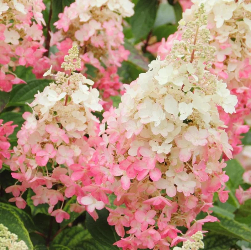 Pinky Winky Hydrangea Live Plant - 1 Qt Pot - 6-12" Tall - White-Pink Bloom Cluster Pinky Winky Hydrangea Live Plant - 1 Qt Pot - 6-12" Tall - White-Pink Bloom Cluster - Image 1