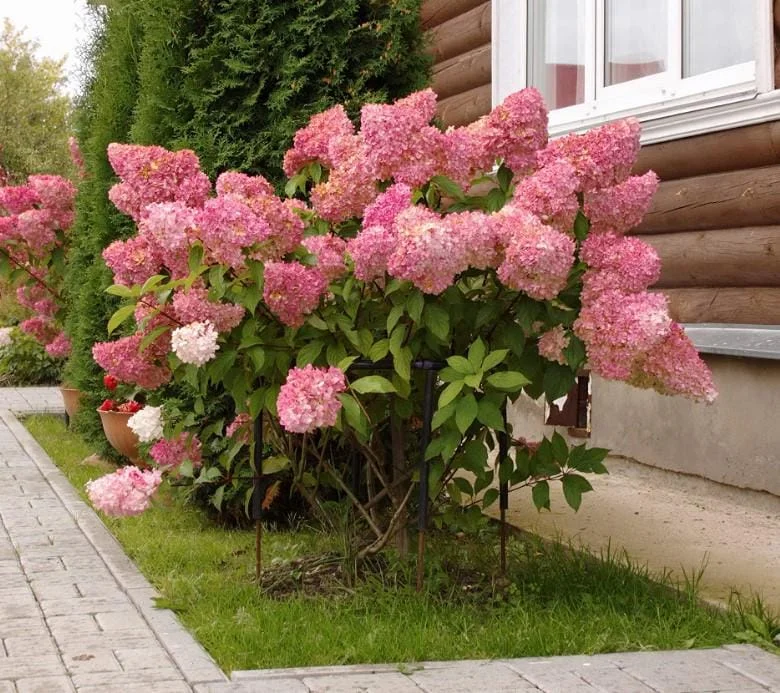 Pinky Winky Hydrangea Live Plant - 1 Qt Pot - 6-12" Tall - White-Pink Bloom Cluster Pinky Winky Hydrangea Live Plant - 1 Qt Pot - 6-12" Tall - White-Pink Bloom Cluster - Image 4