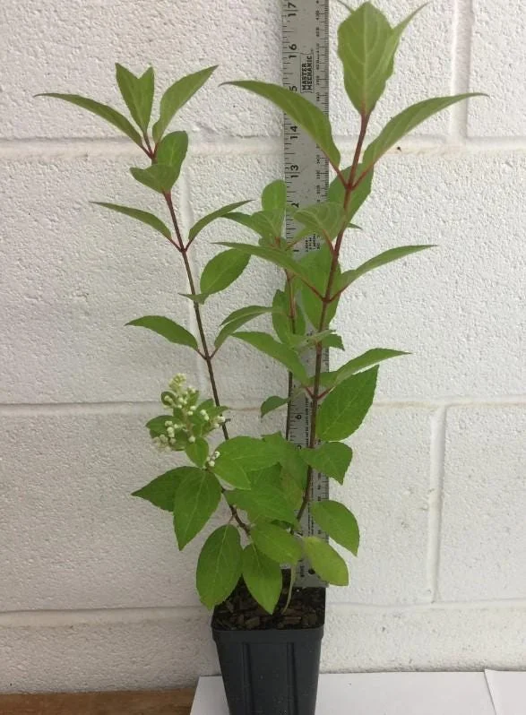 Pinky Winky Hydrangea Live Plant - 1 Qt Pot - 6-12" Tall - White-Pink Bloom Cluster Pinky Winky Hydrangea Live Plant - 1 Qt Pot - 6-12" Tall - White-Pink Bloom Cluster - Image 5