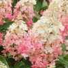 Pinky Winky Hydrangea Live Plant – 1 Quart Pot – 6-12" Tall – Outdoor Shrub Pinky Winky Hydrangea Live Plant – 1 Quart Pot – 6-12" Tall – Outdoor Shrub - Image 1