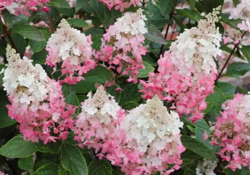 Pinky Winky Hydrangea Live Plant – 1 Quart Pot – 6-12" Tall – Outdoor Shrub Pinky Winky Hydrangea Live Plant – 1 Quart Pot – 6-12" Tall – Outdoor Shrub - Image 2