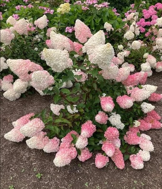 Pinky Winky Hydrangea Live Plant – 1 Quart Pot – 6-12" Tall – Outdoor Shrub Pinky Winky Hydrangea Live Plant – 1 Quart Pot – 6-12" Tall – Outdoor Shrub - Image 3