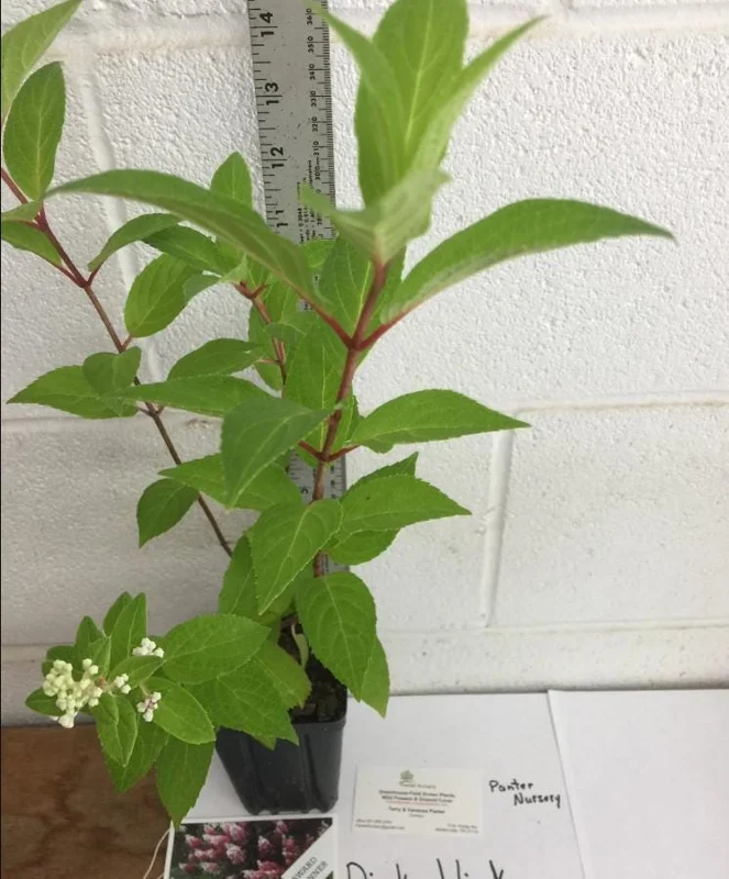 Pinky Winky Hydrangea Live Plant – 1 Quart Pot – 6-12" Tall – Outdoor Shrub Pinky Winky Hydrangea Live Plant – 1 Quart Pot – 6-12" Tall – Outdoor Shrub - Image 4