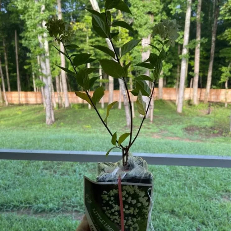 Pinky Winky Hydrangea Live Plant – 1 Quart Pot – 6-12" Tall – Outdoor Shrub Pinky Winky Hydrangea Live Plant – 1 Quart Pot – 6-12" Tall – Outdoor Shrub - Image 5