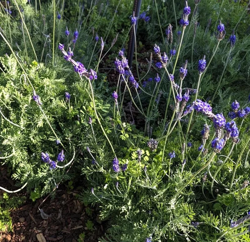 Pinnata Lavender Live Plants - Set of 2, 4-6" Tall, Fragrant Perennial Flowers, Indoor/Outdoor Pinnata Lavender Live Plants - Set of 2, 4-6" Tall, Fragrant Perennial Flowers, Indoor/Outdoor - Image 2