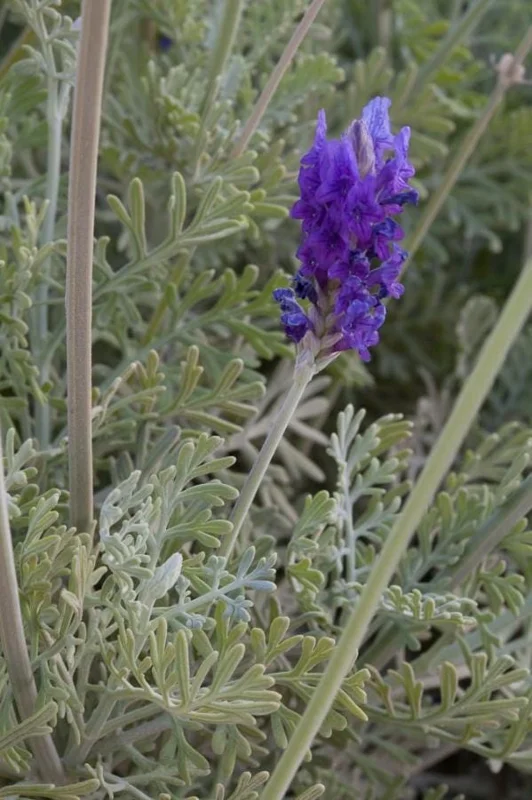 Pinnata Lavender Live Plants - Set of 2, 4-6" Tall, Fragrant Perennial Flowers, Indoor/Outdoor Pinnata Lavender Live Plants - Set of 2, 4-6" Tall, Fragrant Perennial Flowers, Indoor/Outdoor - Image 4