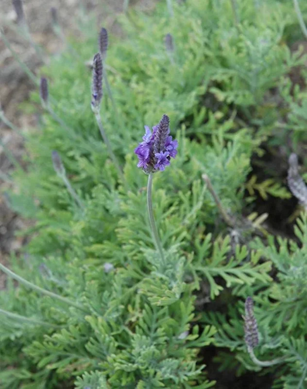 Pinnata Lavender Live Plants - Set of 2, 4-6" Tall, Fragrant Perennial Flowers, Indoor/Outdoor Pinnata Lavender Live Plants - Set of 2, 4-6" Tall, Fragrant Perennial Flowers, Indoor/Outdoor - Image 5