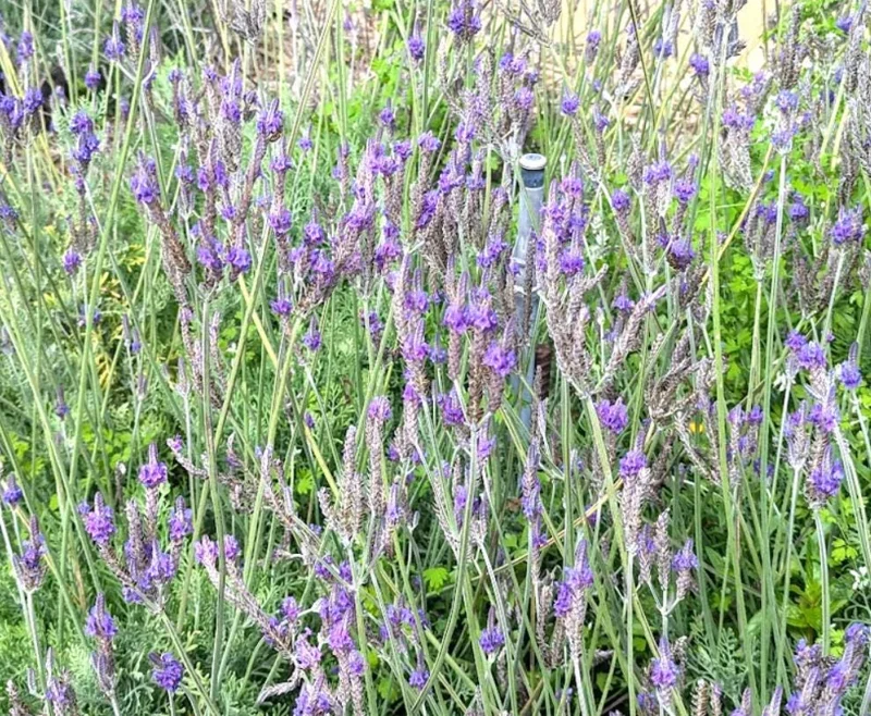Pinnata Lavender Live Plants - Set of 2, 4-6" Tall, Fragrant Perennial Flowers, Indoor/Outdoor Pinnata Lavender Live Plants - Set of 2, 4-6" Tall, Fragrant Perennial Flowers, Indoor/Outdoor - Image 6