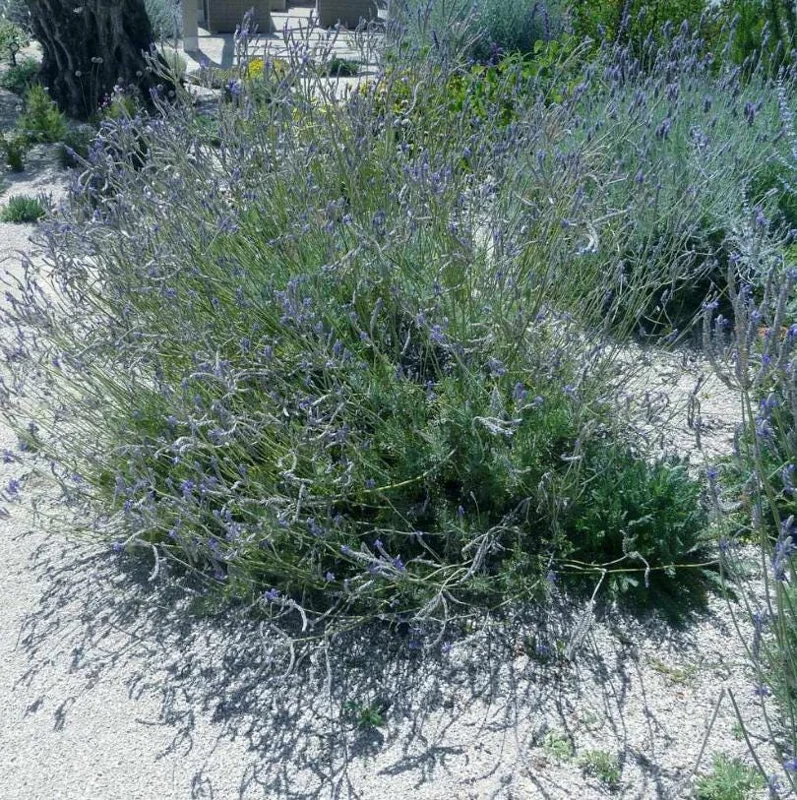 Pinnata Lavender Live Plants - Set of 2, 4-6" Tall, Fragrant Perennial Flowers, Indoor/Outdoor Pinnata Lavender Live Plants - Set of 2, 4-6" Tall, Fragrant Perennial Flowers, Indoor/Outdoor - Image 7