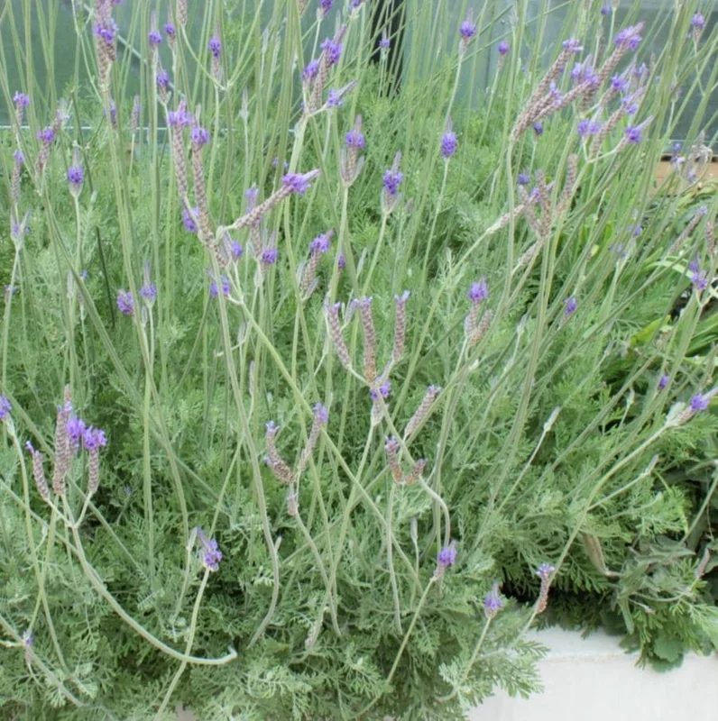 Pinnata Lavender Live Plants - Set of 2, 4-6" Tall, Fragrant Perennial Flowers, Indoor/Outdoor Pinnata Lavender Live Plants - Set of 2, 4-6" Tall, Fragrant Perennial Flowers, Indoor/Outdoor - Image 9