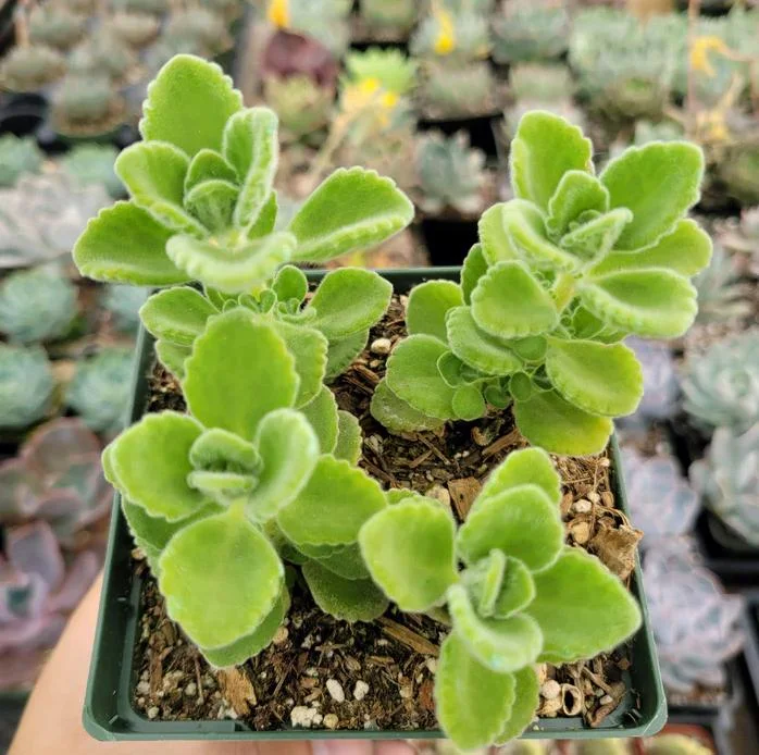 Plectranthus Live Starter Plant - Fragrant Succulent Herb - 2 Pack, 4-8 Inch Tall Plectranthus Live Starter Plant - Fragrant Succulent Herb - 2 Pack, 4-8 Inch Tall - Image 2