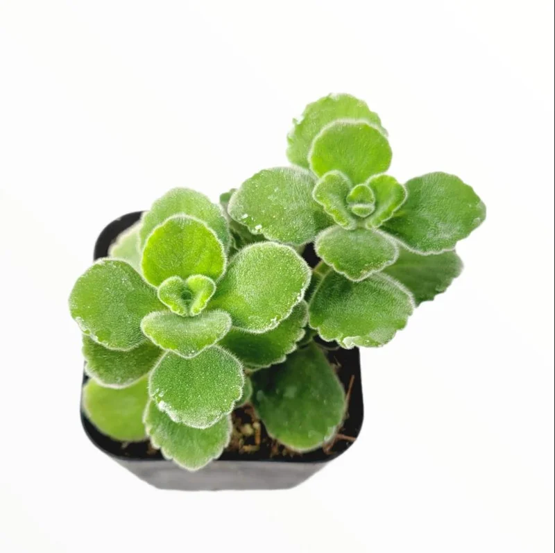 Plectranthus Live Starter Plant - Fragrant Succulent Herb - 2 Pack, 4-8 Inch Tall Plectranthus Live Starter Plant - Fragrant Succulent Herb - 2 Pack, 4-8 Inch Tall - Image 4