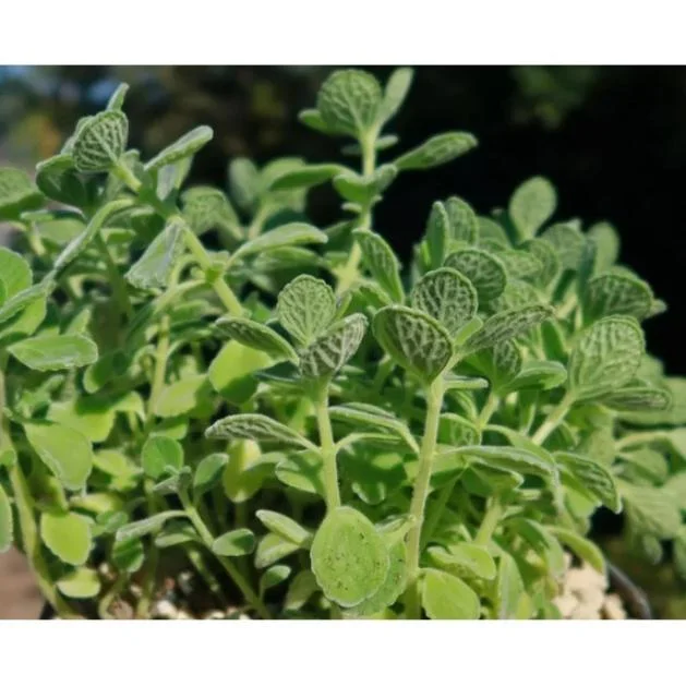 Plectranthus Live Starter Plant - Fragrant Succulent Herb - 2 Pack, 4-8 Inch Tall Plectranthus Live Starter Plant - Fragrant Succulent Herb - 2 Pack, 4-8 Inch Tall - Image 7