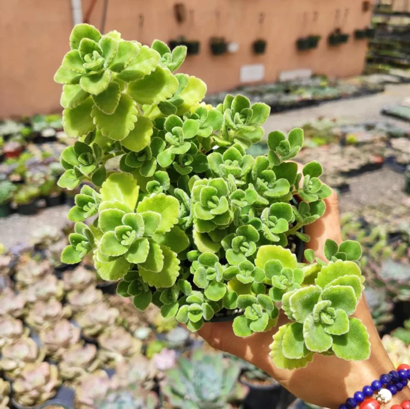 Plectranthus Live Starter Plant - Fragrant Succulent Herb - 2 Pack, 4-8 Inch Tall Plectranthus Live Starter Plant - Fragrant Succulent Herb - 2 Pack, 4-8 Inch Tall - Image 8