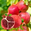 Pomegranate Tree Live Plant – 8-12 Inches Tall, Half Gallon Pot – Hardy Sweet Fruit Tree for Outdoors Pomegranate Tree Live Plant – 8-12 Inches Tall, Half Gallon Pot – Hardy Sweet Fruit Tree for Outdoors - Image 1