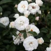 Prosperity White Climbing Rose Live Plant, Fragrant, Well-Rooted, 4-6 Inch Tall Prosperity White Climbing Rose Live Plant, Fragrant, Well-Rooted, 4-6 Inch Tall - Image 1