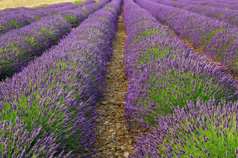Provence Lavender Live Plant - Set of 2, 4-6" Tall, Bare Root, Fragrant, Drought-Tolerant, Outdoor Provence Lavender Live Plant - Set of 2, 4-6" Tall, Bare Root, Fragrant, Drought-Tolerant, Outdoor - Image 10