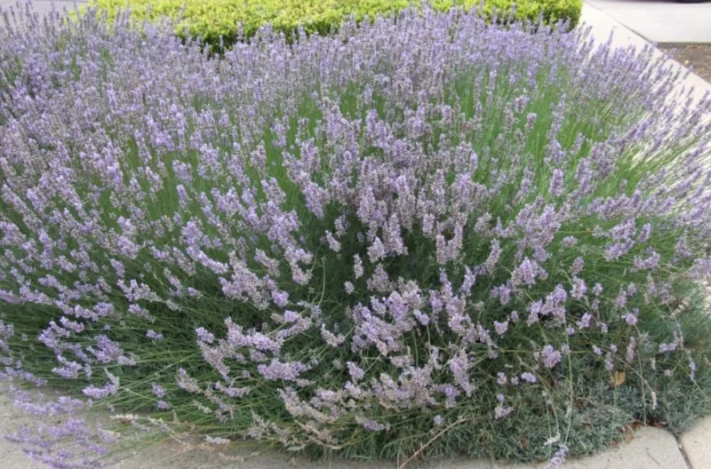 Provence Lavender Live Plant - Set of 2, 4-6" Tall, Bare Root, Fragrant, Drought-Tolerant, Outdoor Provence Lavender Live Plant - Set of 2, 4-6" Tall, Bare Root, Fragrant, Drought-Tolerant, Outdoor - Image 3