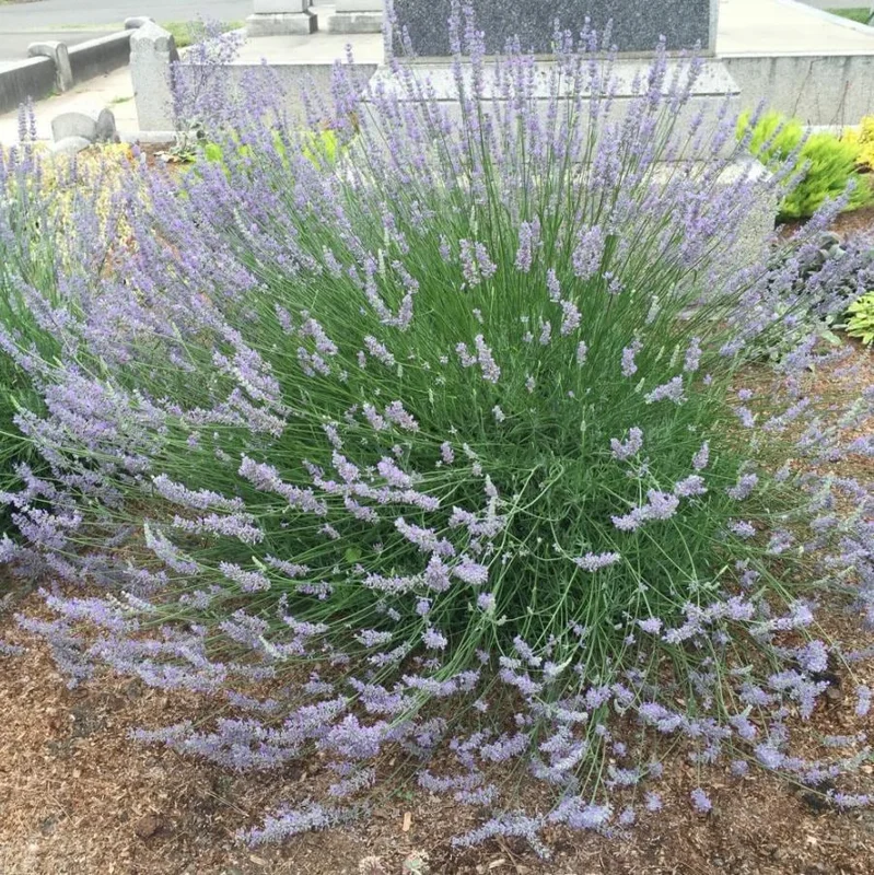 Provence Lavender Live Plant - Set of 2, 4-6" Tall, Bare Root, Fragrant, Drought-Tolerant, Outdoor Provence Lavender Live Plant - Set of 2, 4-6" Tall, Bare Root, Fragrant, Drought-Tolerant, Outdoor - Image 4