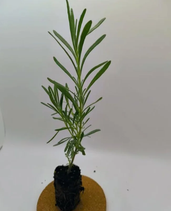 Provence Lavender Live Plant - Set of 2, 4-6" Tall, Bare Root, Fragrant, Drought-Tolerant, Outdoor Provence Lavender Live Plant - Set of 2, 4-6" Tall, Bare Root, Fragrant, Drought-Tolerant, Outdoor - Image 5