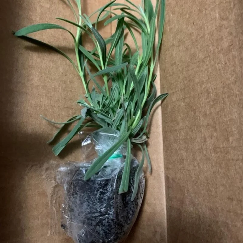 Provence Lavender Live Plant - Set of 2, 4-6" Tall, Bare Root, Fragrant, Drought-Tolerant, Outdoor Provence Lavender Live Plant - Set of 2, 4-6" Tall, Bare Root, Fragrant, Drought-Tolerant, Outdoor - Image 6