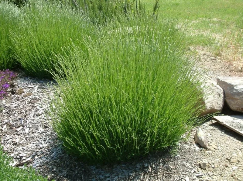 Provence Lavender Live Plant - Set of 2, 4-6" Tall, Bare Root, Fragrant, Drought-Tolerant, Outdoor Provence Lavender Live Plant - Set of 2, 4-6" Tall, Bare Root, Fragrant, Drought-Tolerant, Outdoor - Image 7