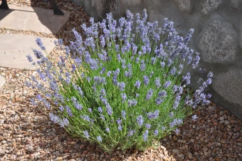 Provence Lavender Live Plant - Set of 2, 4-6" Tall, Bare Root, Fragrant, Drought-Tolerant, Outdoor Provence Lavender Live Plant - Set of 2, 4-6" Tall, Bare Root, Fragrant, Drought-Tolerant, Outdoor - Image 8