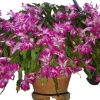 Purple Christmas Cactus Live Plant – Holiday Cactus – Schlumbergera Flowers in 3-inch Pot (Set of 2) Purple Christmas Cactus Live Plant – Holiday Cactus – Schlumbergera Flowers in 3-inch Pot (Set of 2) - Image 1