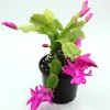 Purple Holiday Cactus Live Plant - 2 Pots, 3 Inch Pot - Christmas & Thanksgiving Cactus Purple Holiday Cactus Live Plant - 2 Pots, 3 Inch Pot - Christmas & Thanksgiving Cactus - Image 1