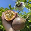 Purple Passion Fruit Vine Live Plant - Set of 2 Starter Plants, 4-6 inches tall, Outdoor Purple Passion Fruit Vine Live Plant - Set of 2 Starter Plants, 4-6 inches tall, Outdoor - Image 1