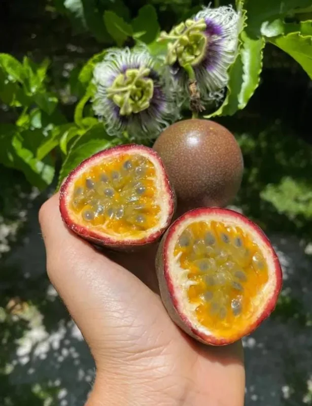 Purple Passion Fruit Vine Live Plant - Tropical Fruit Tree, 4-6 Inches Tall, Perennial Purple Passion Fruit Vine Live Plant - Tropical Fruit Tree, 4-6 Inches Tall, Perennial - Image 10