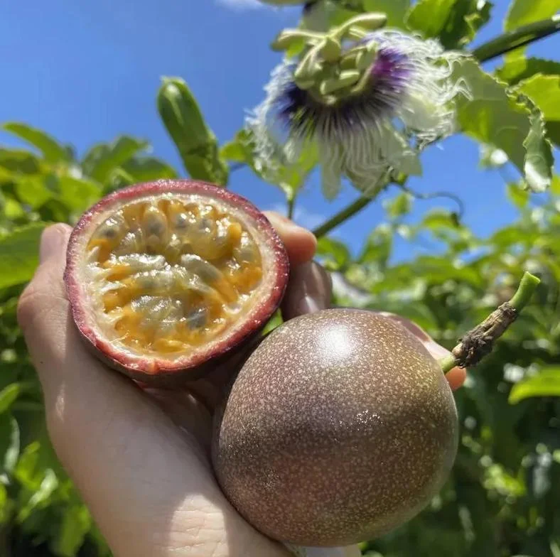 Purple Passion Fruit Vine Live Plant - Tropical Fruit Tree, 4-6 Inches Tall, Perennial Purple Passion Fruit Vine Live Plant - Tropical Fruit Tree, 4-6 Inches Tall, Perennial - Image 2