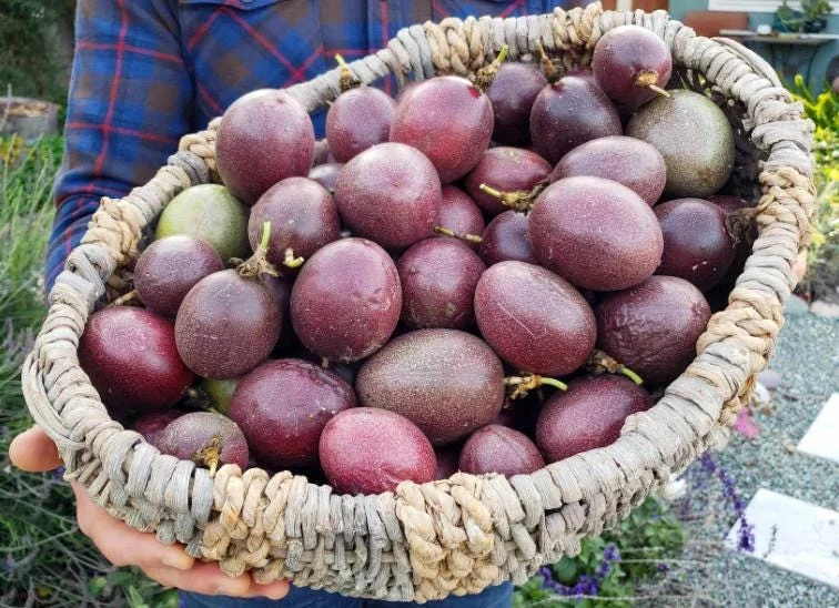 Purple Passion Fruit Vine Live Plant - Tropical Fruit Tree, 4-6 Inches Tall, Perennial Purple Passion Fruit Vine Live Plant - Tropical Fruit Tree, 4-6 Inches Tall, Perennial - Image 3