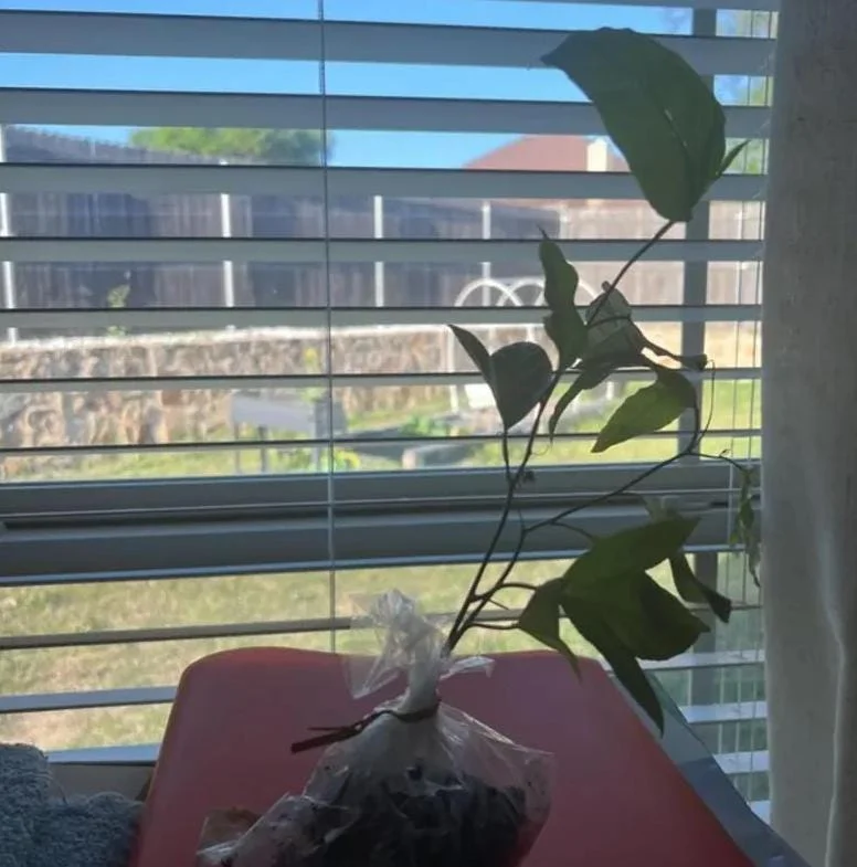 Purple Passion Fruit Vine Live Plant - Tropical Fruit Tree, 4-6 Inches Tall, Perennial Purple Passion Fruit Vine Live Plant - Tropical Fruit Tree, 4-6 Inches Tall, Perennial - Image 7