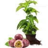 Purple Passion Fruit Vine Live Plant - Tropical Fruit Tree, 4-6 Inches Tall, Perennial - Image 1