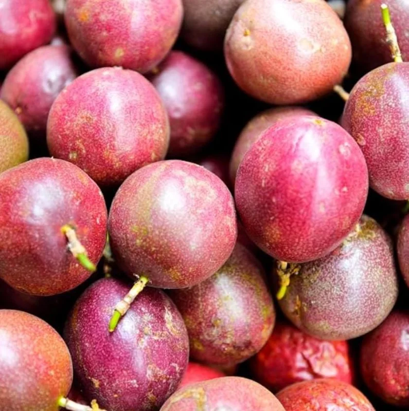 Purple Passionfruit Live Plant - 4-6" Tall Passiflora Edulis Starter Vine for Fruit & Flowers, Outdoor Purple Passionfruit Live Plant - 4-6" Tall Passiflora Edulis Starter Vine for Fruit & Flowers, Outdoor - Image 10