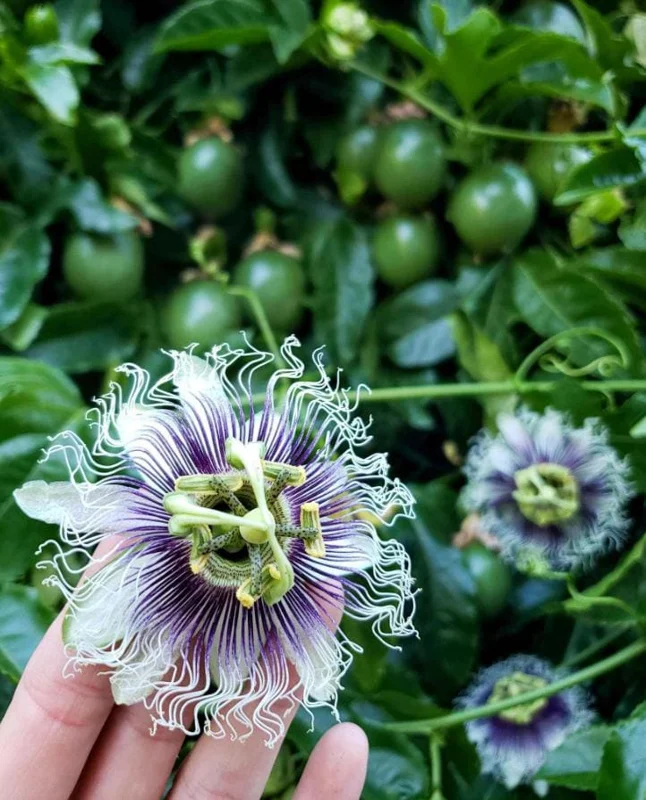 Purple Passionfruit Live Plant - 4-6" Tall Passiflora Edulis Starter Vine for Fruit & Flowers, Outdoor Purple Passionfruit Live Plant - 4-6" Tall Passiflora Edulis Starter Vine for Fruit & Flowers, Outdoor - Image 3