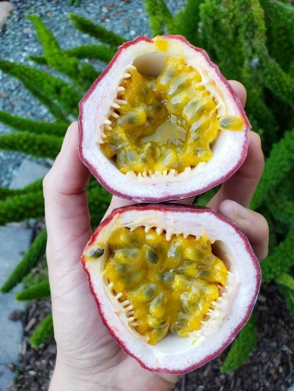 Purple Passionfruit Live Plant - 4-6" Tall Passiflora Edulis Starter Vine for Fruit & Flowers, Outdoor Purple Passionfruit Live Plant - 4-6" Tall Passiflora Edulis Starter Vine for Fruit & Flowers, Outdoor - Image 5