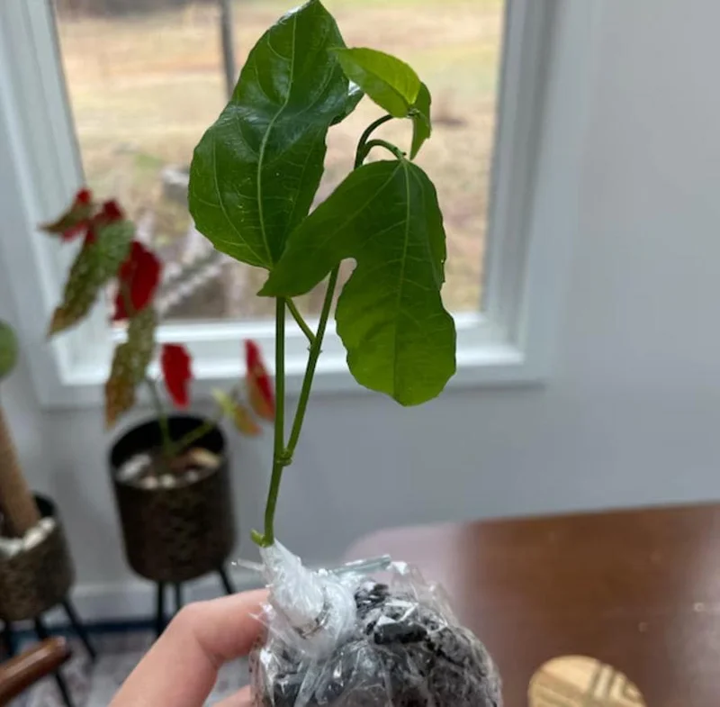 Purple Passionfruit Live Plant - 4-6" Tall Passiflora Edulis Starter Vine for Fruit & Flowers, Outdoor Purple Passionfruit Live Plant - 4-6" Tall Passiflora Edulis Starter Vine for Fruit & Flowers, Outdoor - Image 6