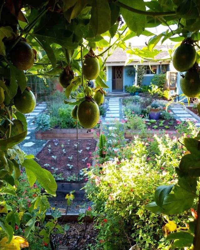 Purple Passionfruit Live Plant - 4-6" Tall Passiflora Edulis Starter Vine for Fruit & Flowers, Outdoor Purple Passionfruit Live Plant - 4-6" Tall Passiflora Edulis Starter Vine for Fruit & Flowers, Outdoor - Image 7