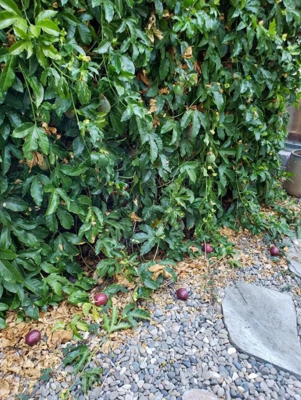 Purple Passionfruit Live Plant - 4-6" Tall Passiflora Edulis Starter Vine for Fruit & Flowers, Outdoor Purple Passionfruit Live Plant - 4-6" Tall Passiflora Edulis Starter Vine for Fruit & Flowers, Outdoor - Image 8