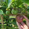 Purple Passionfruit Live Plant - 4-6" Tall Passiflora Edulis Starter Vine for Fruit & Flowers, Outdoor - Image 1