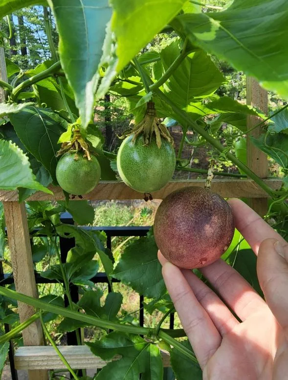 Purple Passionfruit Live Plant - 4-6" Tall Passiflora Edulis Starter Vine for Fruit & Flowers, Outdoor - Image 1