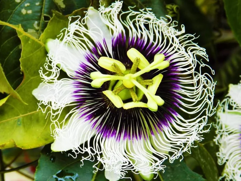 Purple Possum Passionflower Live Plant - Edible Fruit Vine, 4-6" Tall, Rooted in Soil Purple Possum Passionflower Live Plant - Edible Fruit Vine, 4-6" Tall, Rooted in Soil - Image 2